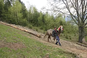 Exploitations: Logger and his horse forwarder a spruce Apuseni Mountains