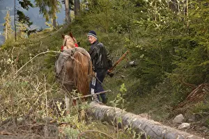 Exploitations: Logger and his horse forwarder a spruce Apuseni Mountains