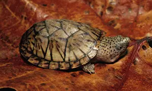 Kinosternidae: Loggerhead Musk Turtle (Sternotherus minor)