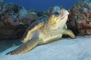 Caretta: Loggerhead Sea Turtle