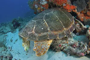 Caretta: Loggerhead Sea Turtle