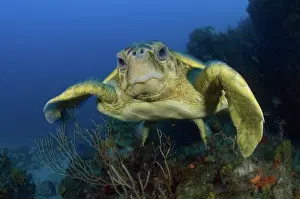 Caretta: Loggerhead Sea Turtle