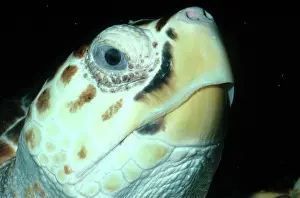 Caretta: Loggerhead Sea Turtle