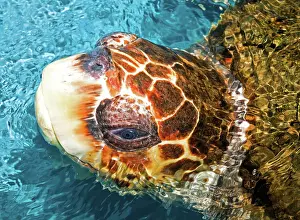 Caretta: Loggerhead Sea Turtle