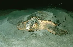 Covering: Loggerhead Sea Turtle