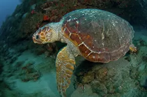 Caretta: Loggerhead Sea Turtle