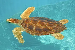 Rescue: Loggerhead Sea Turtle