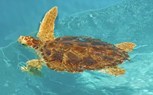 Rescue: Loggerhead Sea Turtle