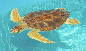 Rescue: Loggerhead Sea Turtle