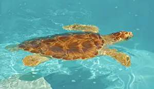 Rescue: Loggerhead Sea Turtle