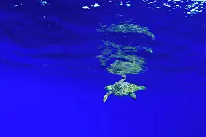 Azores: Loggerhead sea turtle, Caretta caretta, Santa Maria