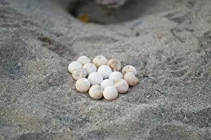 Examine: Loggerhead sea turtle (Caretta caretta), nest examination