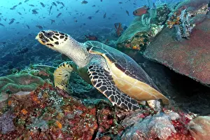 Indonesian: Loggerhead sea turtle (Caretta caretta) coming out
