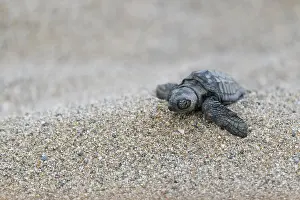 Crete: Loggerhead sea turtle (Caretta caretta), hatchling