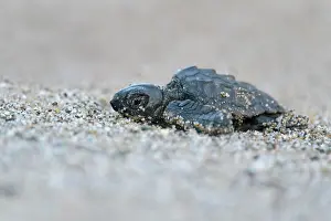 Crete: Loggerhead sea turtle (Caretta caretta), hatchling