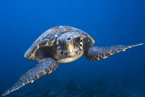 Caretta: Loggerhead sea turtle (Caretta caretta), Mayotte