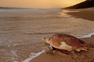 Returning: Loggerhead sea turtle (Caretta caretta) returning