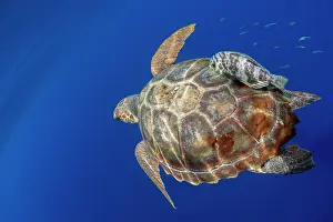 Anapsida: Loggerhead sea turtle (Caretta caretta).Tenerife