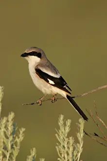 Shrikes: Loggerhead shrike