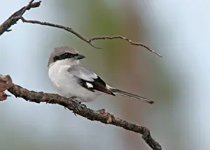 Shrikes: Loggerhead Shrike