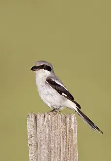 Shrikes: Loggerhead Shrike