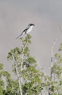 Loggerhead: Loggerhead Shrike