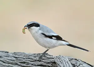 Loggerhead: Loggerhead Shrike