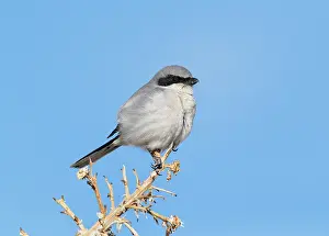Loggerhead: Loggerhead Shrike