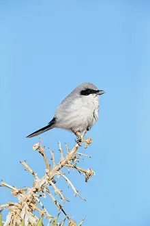 Loggerhead: Loggerhead Shrike