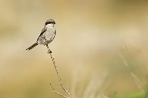 Scrub: Loggerhead Shrike