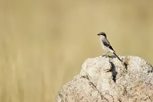 Scrub: Loggerhead Shrike