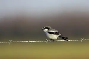 Loggerhead: Loggerhead Shrike - on barbed wire