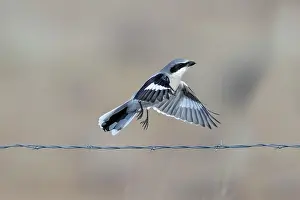 Lanius: Loggerhead Shrike - in flight in winter