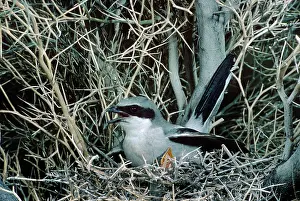 Bonnie Weisser: Loggerhead Shrike - at nest