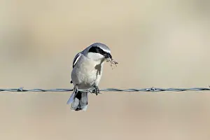 Wire: Loggerhead Shrike - perched on barbed wire fence