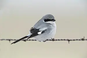 Wire: Loggerhead Shrike - perched on barbed wire fence in winter