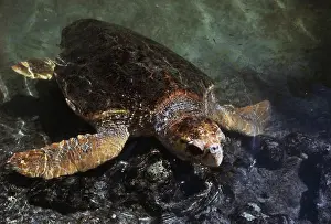 Breathing: Loggerhead Turtle