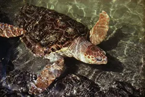 Caretta: Loggerhead Turtle