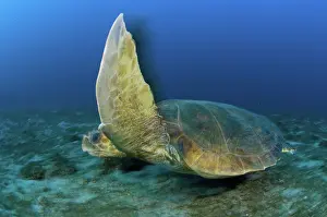 Caretta: Loggerhead Turtle