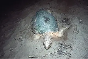 Digging: Loggerhead Turtle