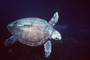 Turtles: LOGGERHEAD TURTLE