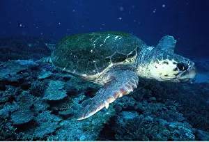 Turtles: LOGGERHEAD TURTLE