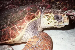 Valerie & Ron Taylor: Loggerhead Turtle