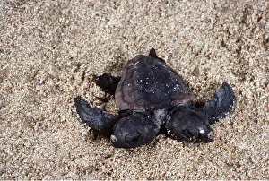 Mutation: LOGGERHEAD TURTLE - baby, baby with two heads