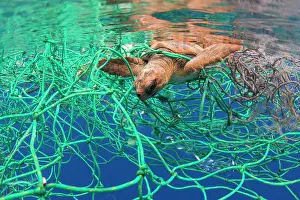 Scrap: Loggerhead turtle (Caretta caretta). Exemplary entangled