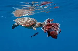 Anapsida: Loggerhead turtle (Caretta caretta) eating a seven-arm