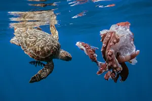 Anapsida: Loggerhead turtle (Caretta caretta) eating a seven-arm