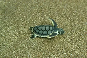 Caretta: Loggerhead turtle (Caretta caretta) hatchling going