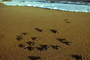 Caretta: Loggerhead turtle (Caretta caretta), hatchlings