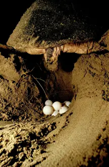 Caretta: Loggerhead turtle (Caretta caretta) laying eggs